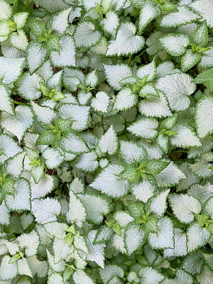 Dainty Daisies - Lamium Leaves Abstract by Patti Deters