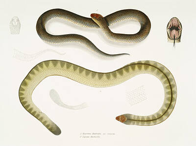 Reptiles Digital Art - Lapemis Hardwickii by Celestial Images