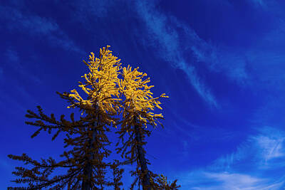Royalty-Free and Rights-Managed Images - Larches 9 by Pelo Blanco Photo