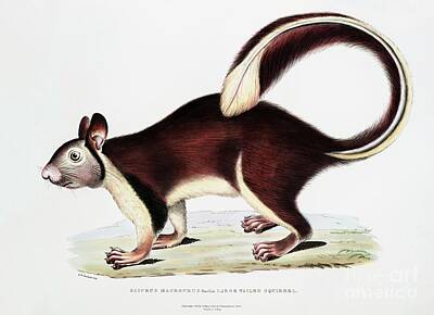 Ingredients Rights Managed Images - Large tailed Squirrel Sciurus macrourus from Illustrations of Indian zoology 1830-1834 by John E Royalty-Free Image by Shop Ability
