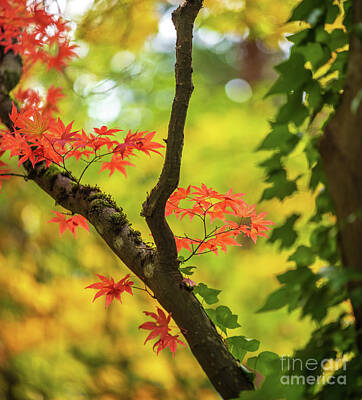 Royalty-Free and Rights-Managed Images - Last Leaves in the Arboretum by Mike Reid