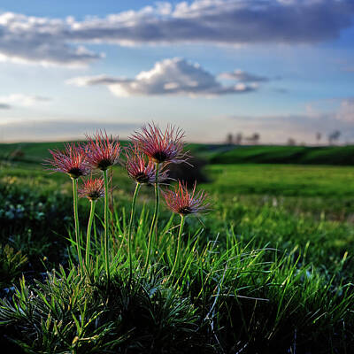 Movie Tees - Late Bloomers - 1 of 2 - Prairie Crocus on coulee pasture hilltop after blooming by Peter Herman