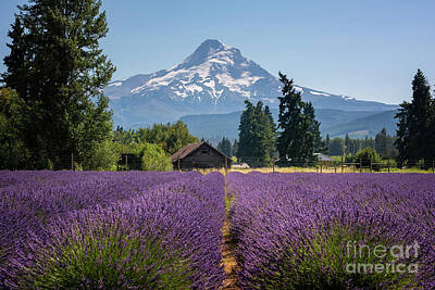 Bear Photography - Lavender Field Of Dreams  by Michael Ver Sprill