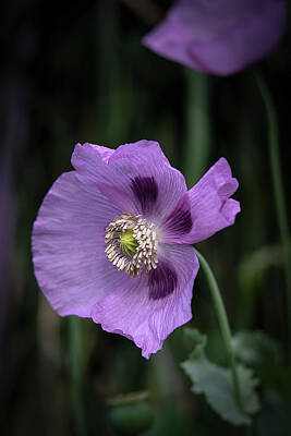 Lilies Royalty Free Images - Lavender Poppy Flower II Art Print Royalty-Free Image by Lily Malor