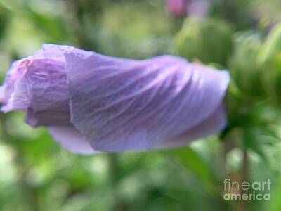 Mt Rushmore - Lavender Rose of Sharon by Catherine Wilson