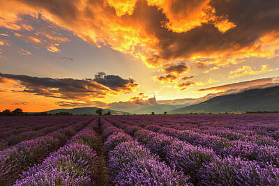 Science Collection - Lavender Sun by Evgeni Dinev