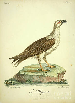 Birds Drawings - Le blagre or White-bellied sea eagle c1 by Historic illustrations