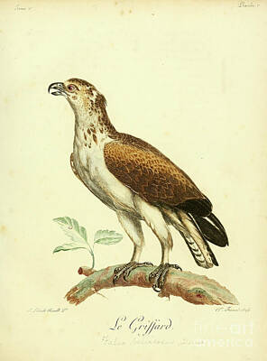 Birds Drawings - Le Griffard or Martial eagle c1 by Historic illustrations