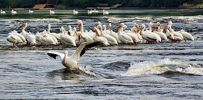Winter Animals - Leading pelican by Tatiana Travelways