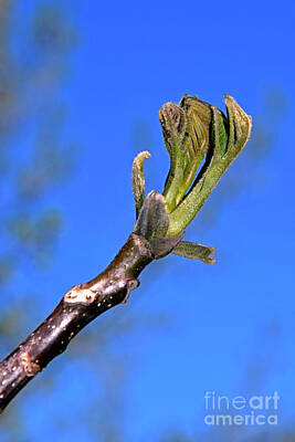 European Photography - Leaf bud of walnut tree by Tibor Tivadar Kui