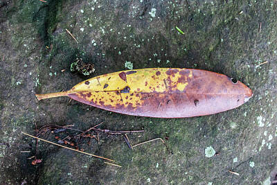 Meiklejohn Graphics Royalty Free Images - Leaf on a Rock Royalty-Free Image by David Beard