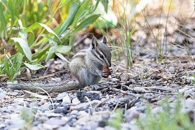 Abstract Animalia - Least Chipmunk Nibbles a Morsel by Tony Hake