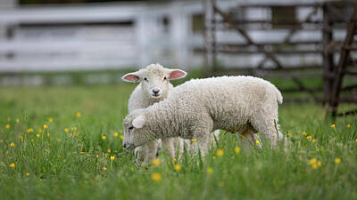 Landmarks Photos - Leicester Longwool Twin Lambs by Rachel Morrison