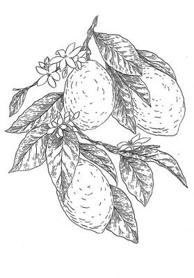 Floral Drawings - Lemons by Miranda Brouwer