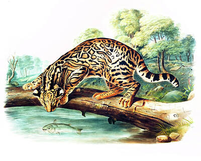 Mammals Drawings - Leopard-Cat by John Woodhouse Audubon