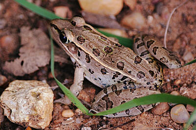 Just Desserts Rights Managed Images - Leopard Frog Close Up Royalty-Free Image by Gaby Ethington