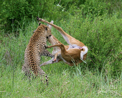Airplane Paintings - Leopard Hunts an Impala s5 by Gilad Flesch