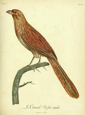 Birds Drawings Royalty Free Images - Lesser Coucal Centropus bengalensis m3 Royalty-Free Image by Historic illustrations