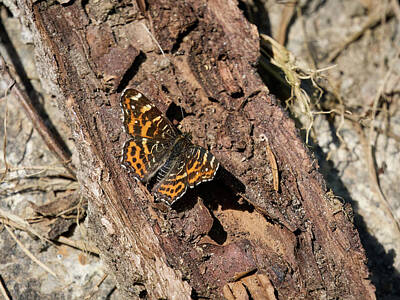Jouko Lehto Rights Managed Images - Levana life. Map butterfly Royalty-Free Image by Jouko Lehto