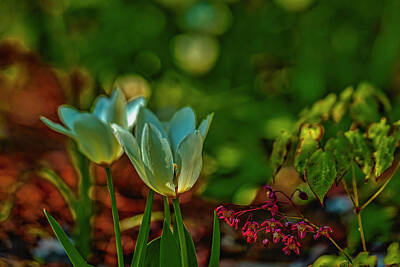 Famous Groups And Duos - Light in white tulip #l3 by Leif Sohlman