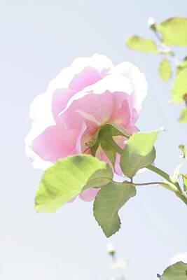 Roses Photo Royalty Free Images - Light Pink Rose Royalty-Free Image by Masha Batkova