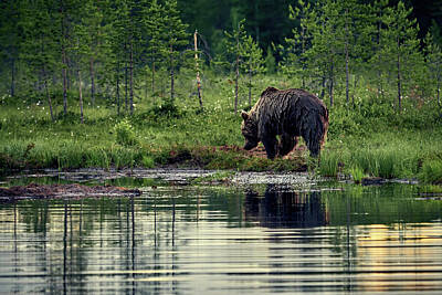 Jouko Lehto Photos - Like a wet bear. Brown bear. by Jouko Lehto