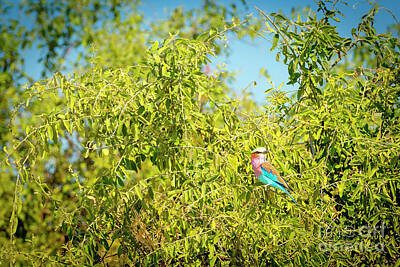 Royalty-Free and Rights-Managed Images - Lilac Breasted Roller Bird by THP Creative