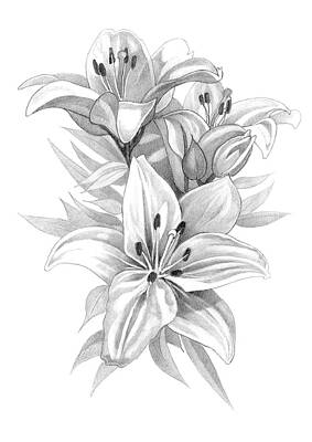 Lilies Drawings - Lilies Pencil Drawing 3 by Matthew Hack
