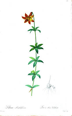 Lilies Drawings - Lilium canadense, z2 by Botanical Illustration