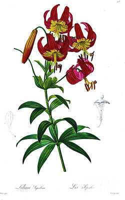 Lilies Drawings - Lilium superbum  z5 by Botanical Illustration