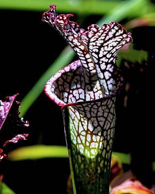 Multichromatic Abstracts Royalty Free Images - Nepenthes Pitcher Plant Royalty-Free Image by Glenn Roquemore