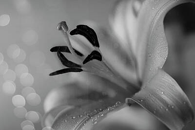 Lilies Photos - Lily Flower I Macro BW by Lily Malor