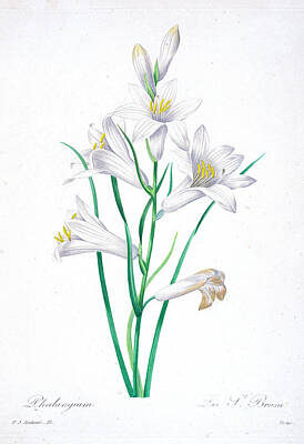 Lilies Drawings - Lily illustration 1827 r2 by Botany