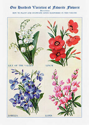 Lilies Digital Art Royalty Free Images - lily, linum, lobelia, lupin - Vintage Flower Illustration - The Open Door to Independence Royalty-Free Image by Studio Grafiikka