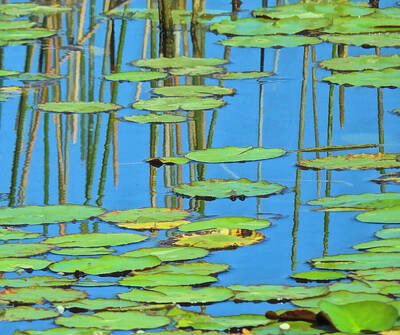 Lilies Photos - Lily Pads Reflection by Alison Belsan Horton