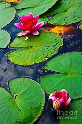 Lilies Rights Managed Images - Lily Pond Delight Royalty-Free Image by Loretta S