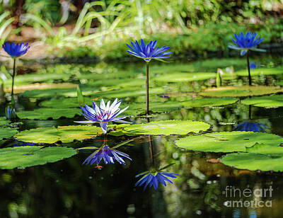 Floral Patterns Rights Managed Images - Lily Pond McGee Botanical Garden Vero Beach Florida Royalty-Free Image by Wayne Moran