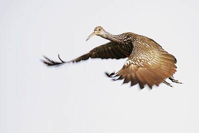 Lori A Cash Royalty-Free and Rights-Managed Images - Limpkin in Flight by Lori A Cash