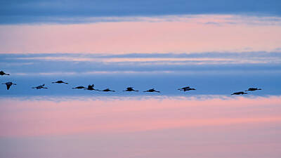 Jouko Lehto Photos - Lined on blue. Evening of the cranes by Jouko Lehto