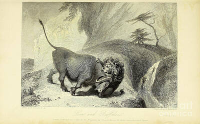 Animals Drawings - Lion And Buffaloe j by Historic illustrations