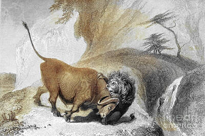 Animals Drawings - Lion And Buffaloe j2 by Historic illustrations