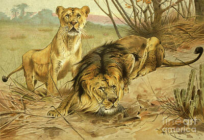 Animals Drawings - Lion and Lioness l2 by Historic illustrations