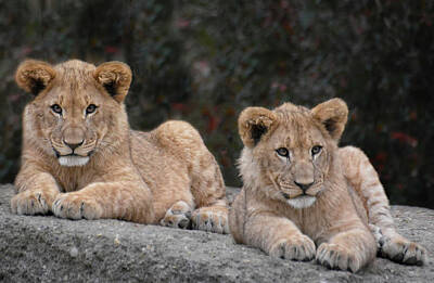 Animals Photos - Lion cubs - brother and sister by Joachim G Pinkawa