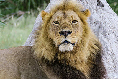 Bird Photography Royalty Free Images - Lion - Ears Back Royalty-Free Image by Julie A Murray