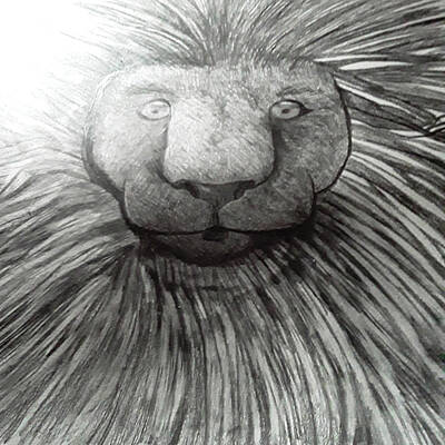 Animals Drawings - Lion in Pencil by Just Jo