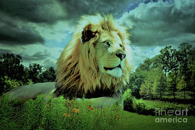 Stone Cold - Lion Male by Savannah Gibbs