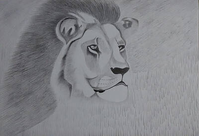 Animals Drawings - Lion The King by Vishnu Pandit