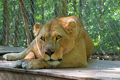 Gaugin - Lioness by Robert Tubesing