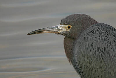 Lori A Cash Royalty-Free and Rights-Managed Images - Little Blue Heron Portrait by Lori A Cash