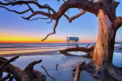 Bath Time Rights Managed Images - Little Blue - Hunting Island South Carolina 3 Royalty-Free Image by Steve Rich